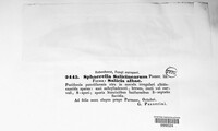 Sphaerella salicinearum image
